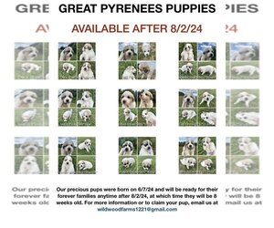 Great Pyrenees Puppy for sale in GRENADA, MS, USA