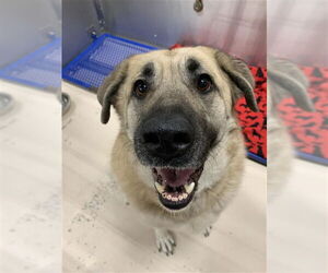 Anatolian Shepherd Mix Dog for Adoption in Fairbanks, Alaska USA