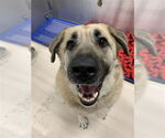 Small Anatolian Shepherd Mix