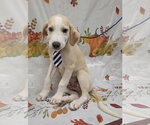 Small Photo #2 Lab-Pointer Puppy For Sale in Attalka, AL, USA