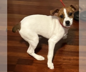 Jack Russell Terrier Puppy for sale in CROSS JUNCTION, VA, USA