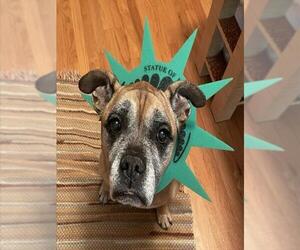 Boxer-Unknown Mix Dogs for adoption in Raleigh, NC, USA