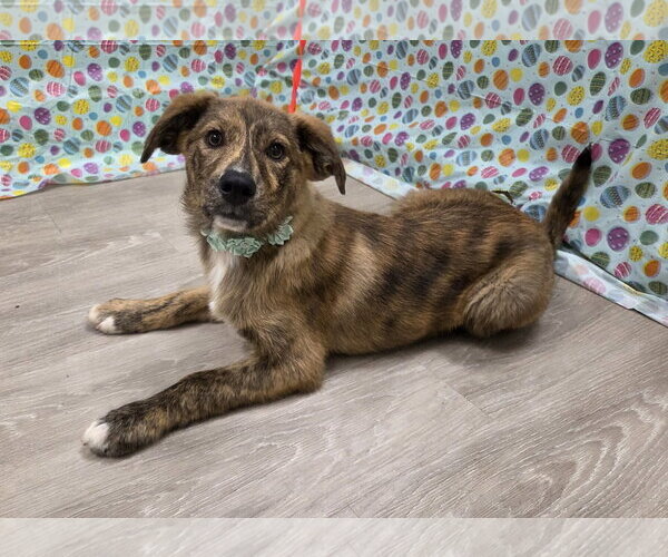 Medium Photo #3 Australian Shepherd-Unknown Mix Puppy For Sale in Attalka, AL, USA