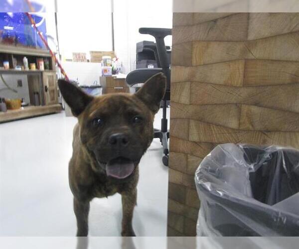 Medium Photo #1 Chow Chow Puppy For Sale in Temple, TX, USA