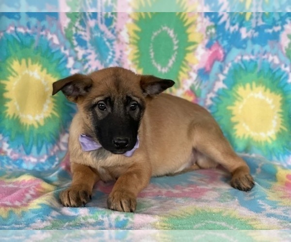 Medium Photo #4 Belgian Malinois Puppy For Sale in LANCASTER, PA, USA