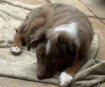 Small #9 Miniature Australian Shepherd