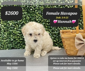 Poovanese Puppy for sale in TUCSON, AZ, USA