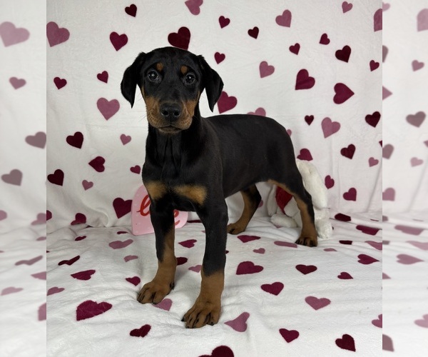 Medium Photo #5 Doberman Pinscher Puppy For Sale in GREENFIELD, IN, USA