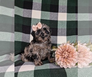 Miniature Labradoodle Puppy for sale in QUARRYVILLE, PA, USA