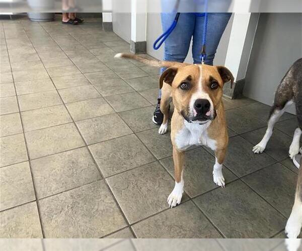 Medium Photo #1 Mutt Puppy For Sale in San Antonio, TX, USA