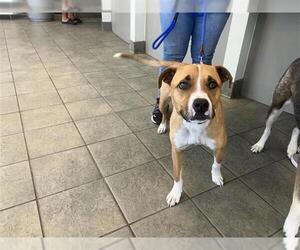 Mutt Dogs for adoption in San Antonio, TX, USA