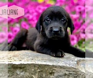 Golden Labrador Puppy for sale in DRY RUN, PA, USA