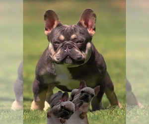French Bulldog Puppy for sale in SAN DIEGO, CA, USA