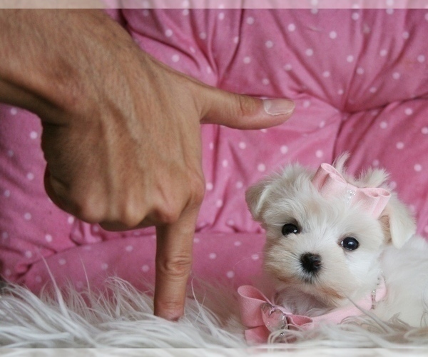 Medium Photo #2 Maltese Puppy For Sale in TAMPA, FL, USA