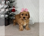 Small #2 Cavapoo (Miniature)