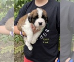 Small Photo #1 Saint Bernard Puppy For Sale in SAVANNAH, MO, USA