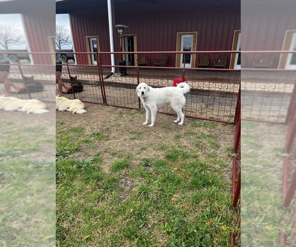 Medium Photo #3 Great Pyrenees Puppy For Sale in LOCKHART, TX, USA