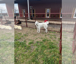 Small Photo #3 Great Pyrenees Puppy For Sale in LOCKHART, TX, USA