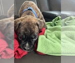 Small #13 Boxer