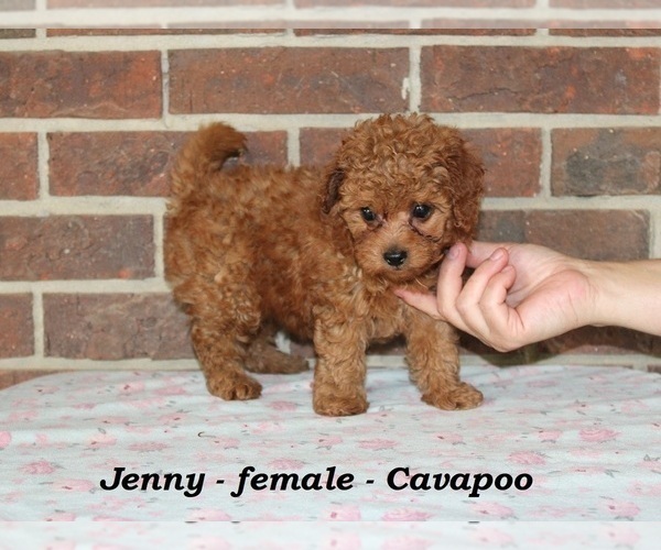 Medium Photo #2 Cavapoo Puppy For Sale in CLARKRANGE, TN, USA