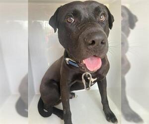 American Pit Bull Terrier-Unknown Mix Dogs for adoption in Houston, TX, USA