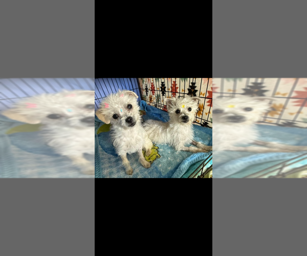 Medium Photo #3 Maltese-Unknown Mix Puppy For Sale in Dana Point, CA, USA