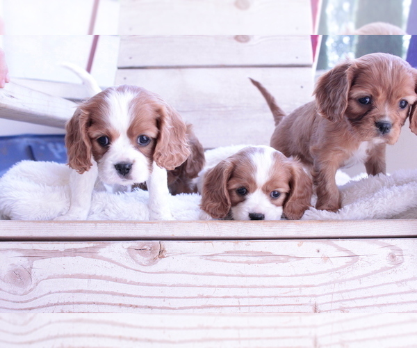 Medium Photo #5 Cavalier King Charles Spaniel Puppy For Sale in ALBUQUERQUE, NM, USA
