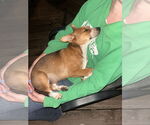 Small #7 Beagle-Red Heeler Mix