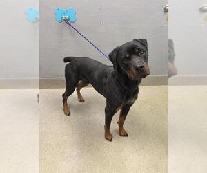 Rottweiler-Unknown Mix Dogs for adoption in Las Vegas, NV, USA