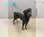 Small Rottweiler Mix