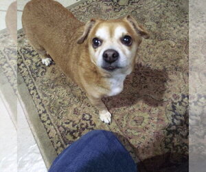 Chihuahua Dogs for adoption in Sioux Falls, SD, USA