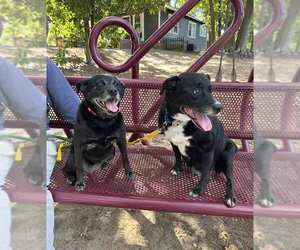 Vixey - Female Labrador Retriever-Unknown Mix Dog for Adoption - Photo #2