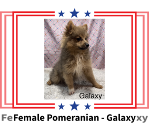 Pomeranian Puppy for sale in AZLE, TX, USA