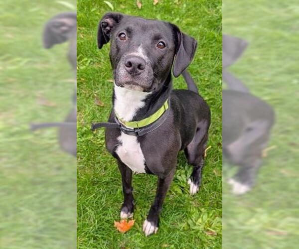 Medium Photo #2 American Pit Bull Terrier-Labrador Retriever Mix Puppy For Sale in Akron, OH, USA