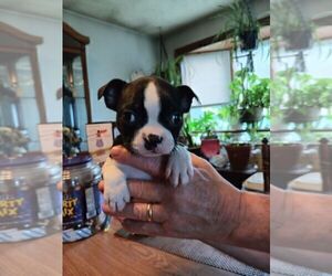 Boston Terrier Puppy for Sale in COVENTRY, Rhode Island USA