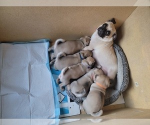 Father of the Pug puppies born on 04/02/2023