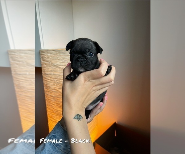 Medium Photo #4 French Bulldog Puppy For Sale in North York, Ontario, Canada