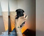 Small Photo #4 French Bulldog Puppy For Sale in North York, Ontario, Canada