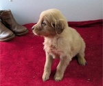 Puppy Maverick Golden Retriever