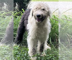 Old English Sheepdog Dogs for adoption in HOPKINSVILLE/PRINCETON, KY, NH, USA