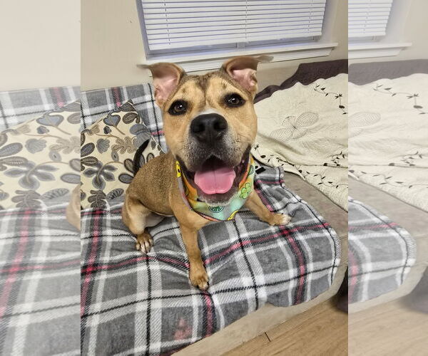Medium Photo #5 American Pit Bull Terrier-Unknown Mix Puppy For Sale in Rockaway, NJ, USA