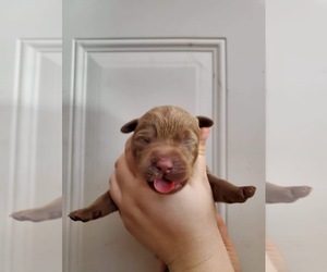 Labrador Retriever Puppy for sale in RUTHVEN, IA, USA