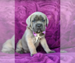 Small Photo #1 Cane Corso Puppy For Sale in KIRKWOOD, PA, USA