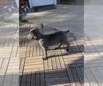 Small #4 Cane Corso
