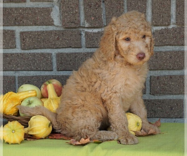 Medium Photo #1 Labradoodle Puppy For Sale in FREDERICKSBG, OH, USA