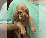 Red LM 4 - Male Bloodhound Puppy for Sale - Photo #5