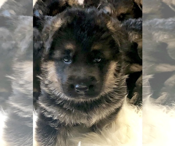 Medium Photo #9 German Shepherd Dog Puppy For Sale in ALICE, TX, USA