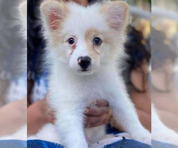Medium Photo #1 Miniature Spitz Puppy For Sale in SAN DIEGO, CA, USA