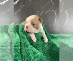 Small Photo #13 Boston Terrier Puppy For Sale in TULARE, CA, USA