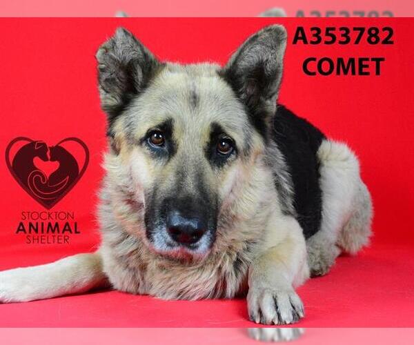 Medium Photo #1 German Shepherd Dog Puppy For Sale in Stockton, CA, USA